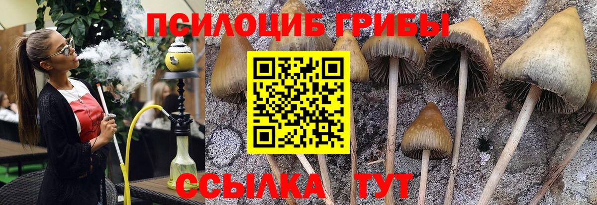 Псилоцибиновые грибы мицелий Медногорск